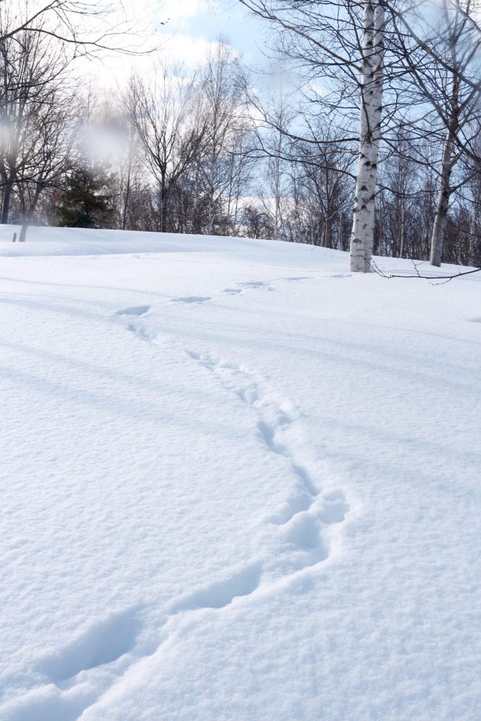 也是小鎮漫遊 日本深川跟著獵人踏雪尋蹤 和農夫玩雪趣 太陽網