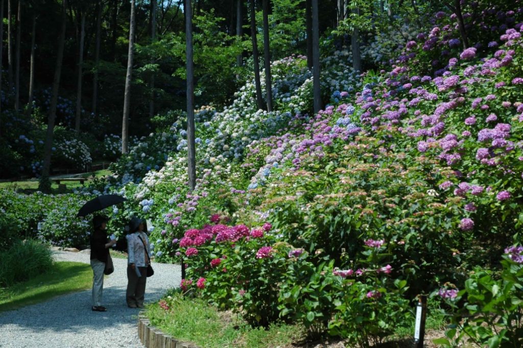 救馬溪觀音紫陽花曼荼羅園開放 太陽網