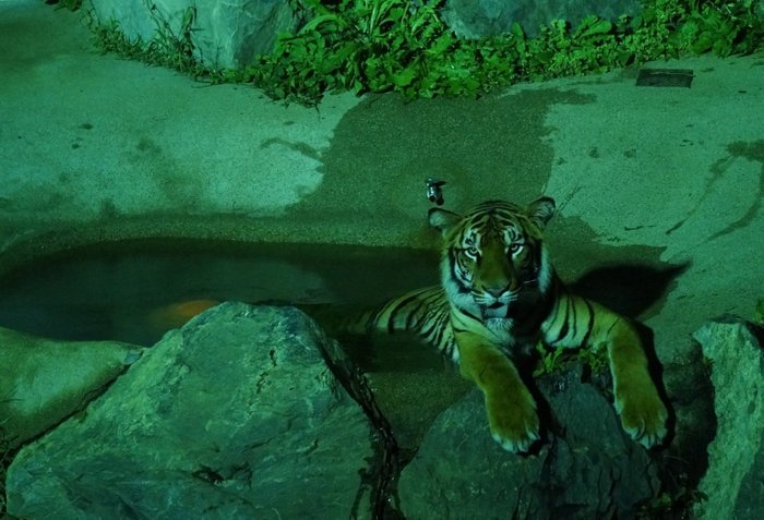 日立市神峰動物園的夜間動物園8月開幕 太陽網