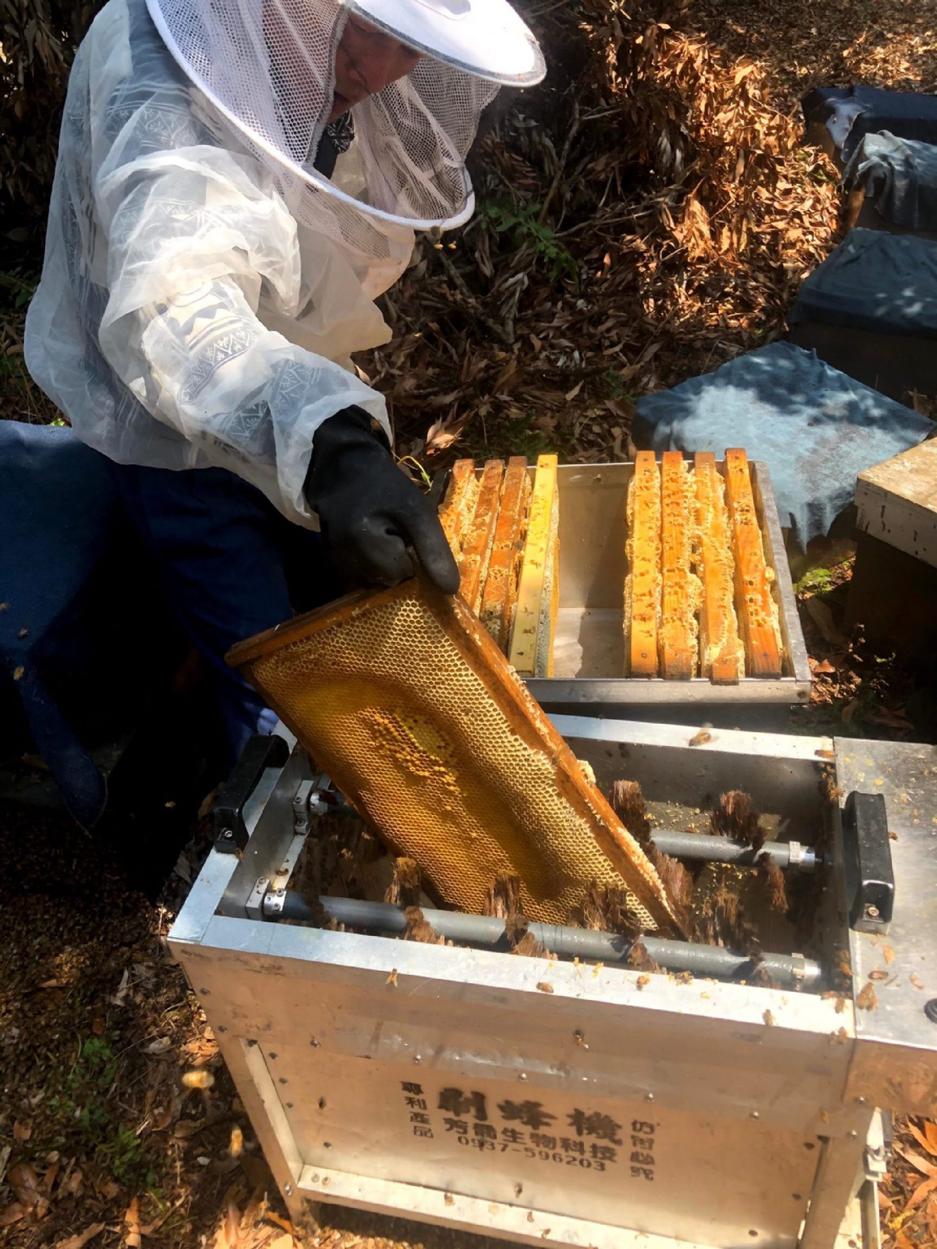 內雙溪林下養蜂體驗活動蜂蠟造型蠟燭diy 太陽網