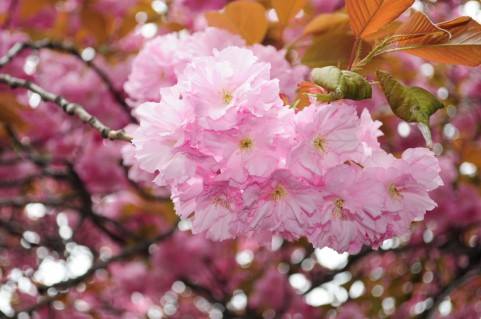 茨城縣靜峰故鄉公園八重櫻絢麗的粉紅花海 蕃新聞