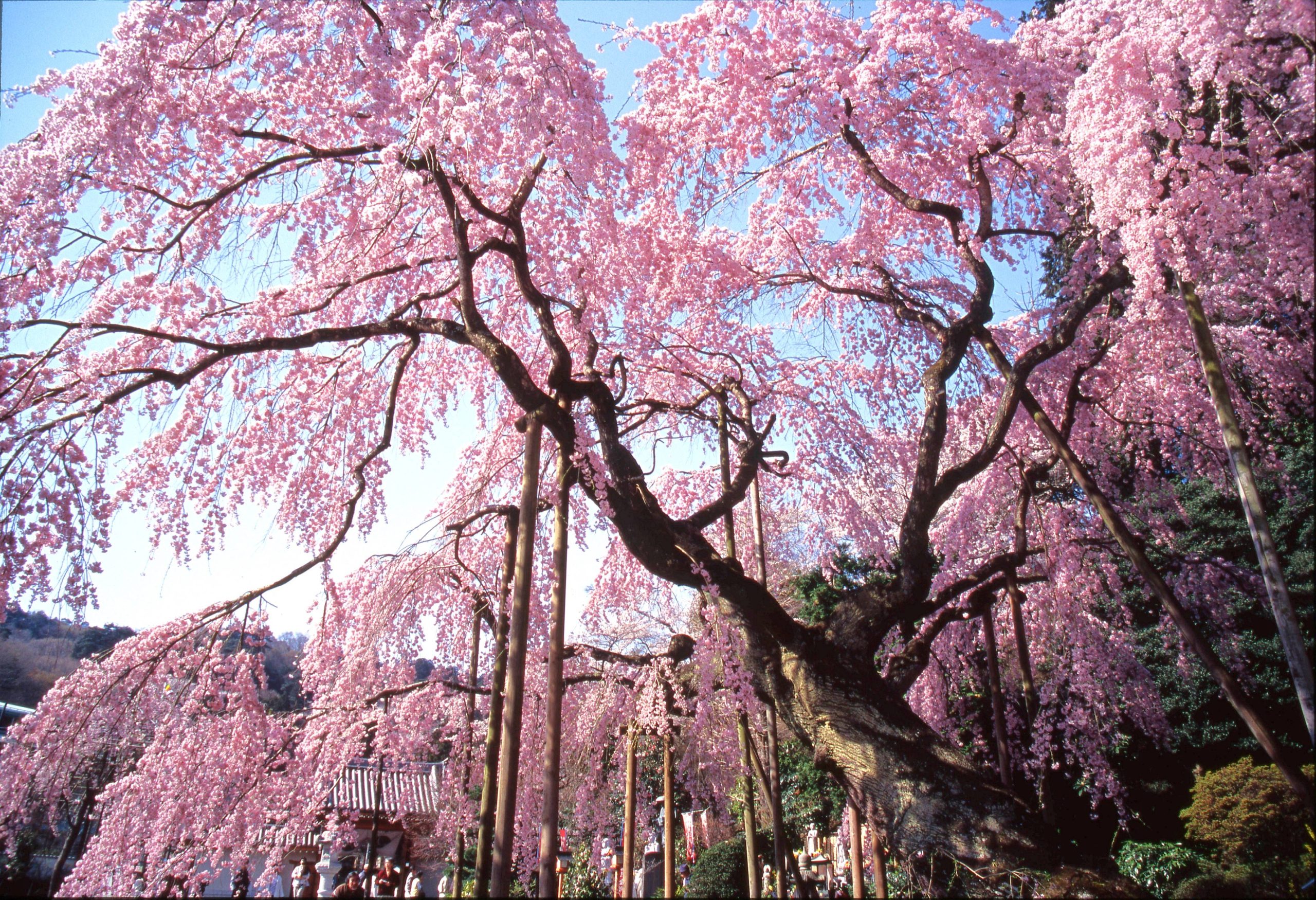 栃木縣太山寺櫻花祭在每年的3月中旬～3月下旬