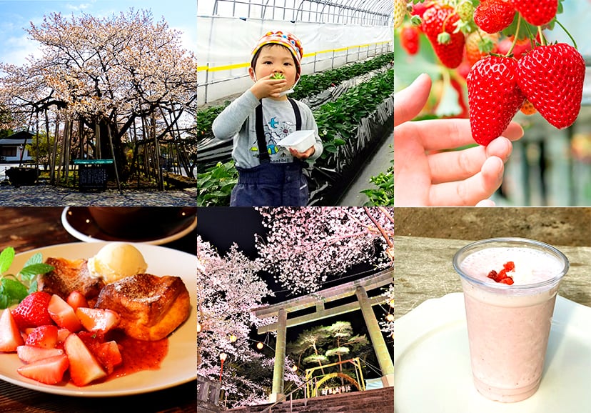 養眼又養口的日光櫻花草莓季節限定美食4月1日起限時供應