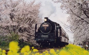 栃木縣真岡SL列車行駛在櫻花油菜花間，只有3月下包旬至4月中旬才看得到。