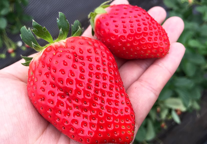 碩大無比的櫪乙女品種草莓