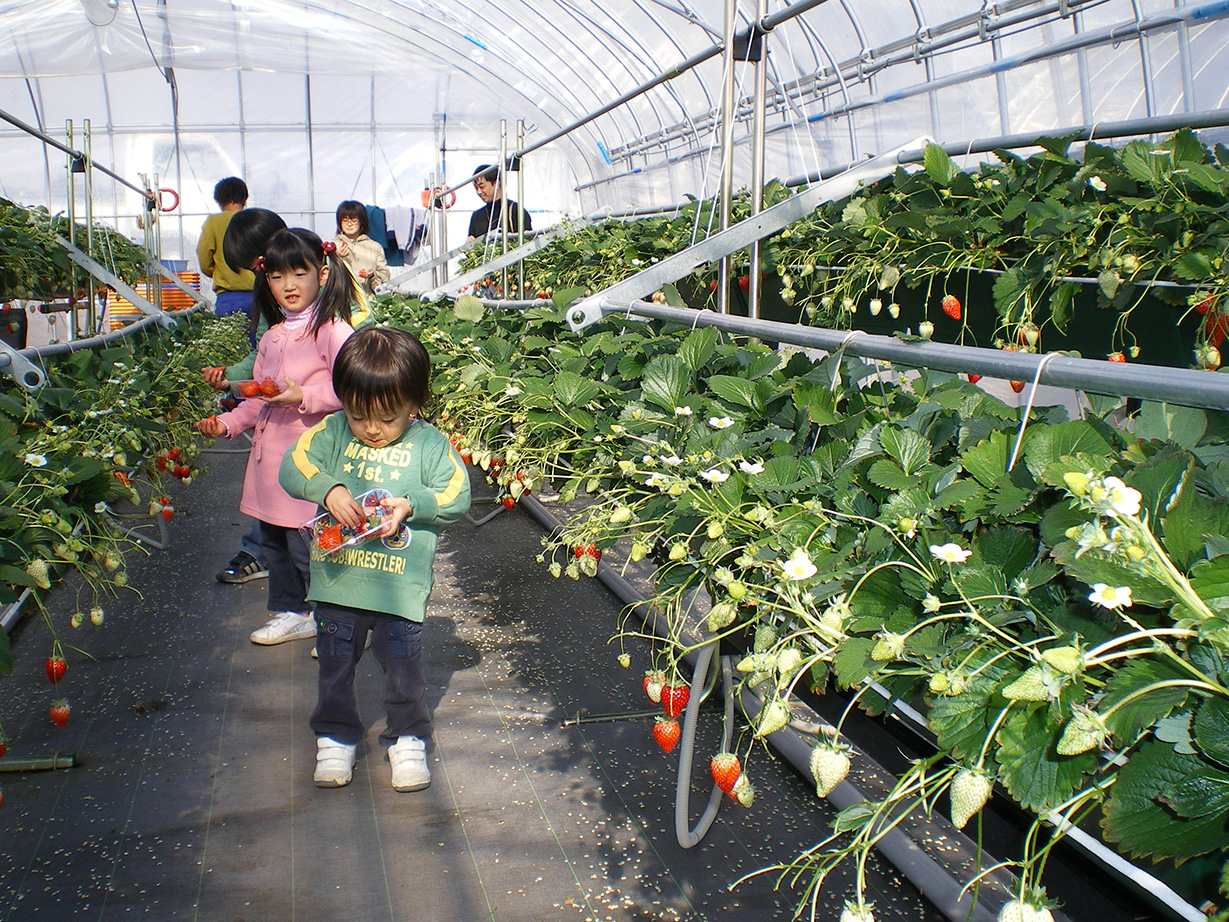 採草莓是日本栃木縣CP值超高的體驗活動